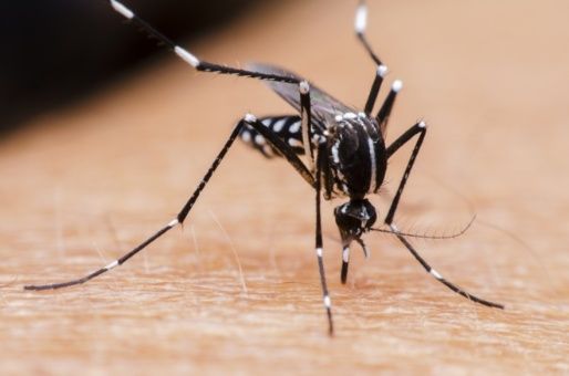 Dengue: ya se registraron 344 casos en la provincia
