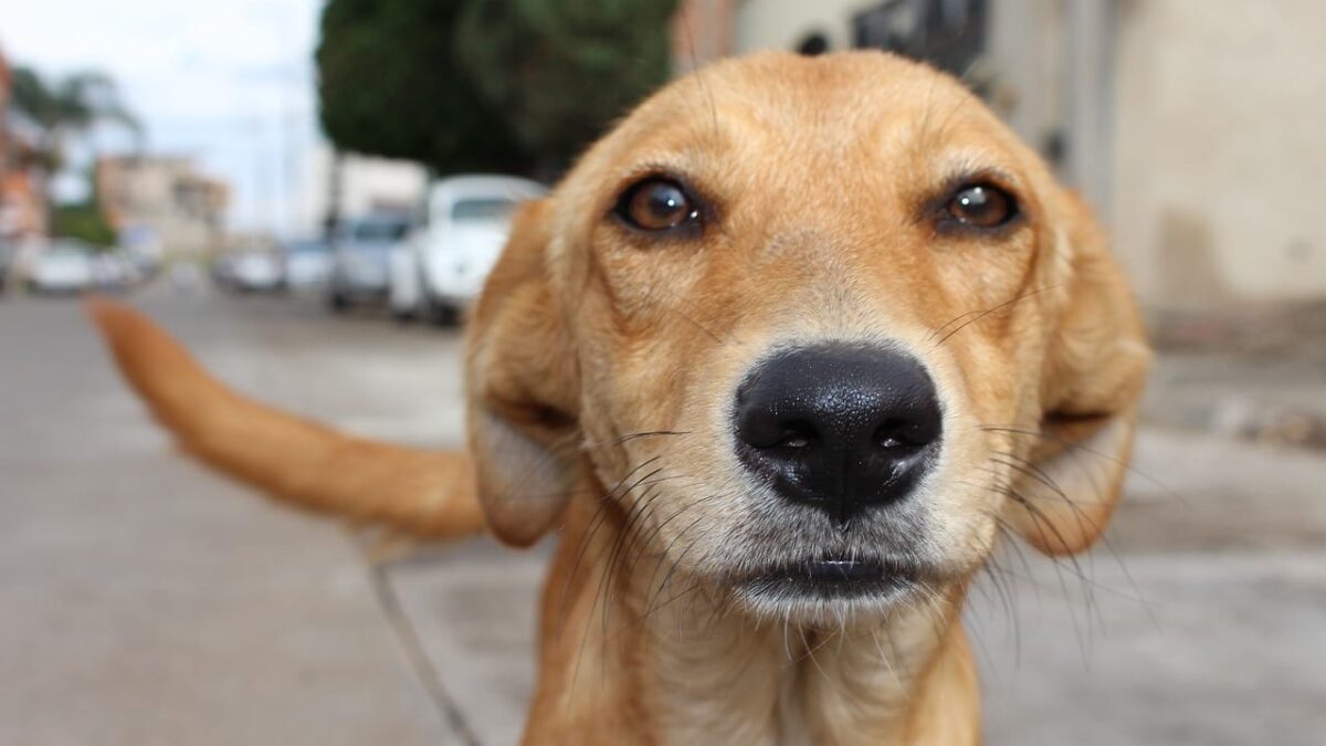 Villa Allende: Proponen la creación del Área Municipal de Salud Animal y Zoonosis