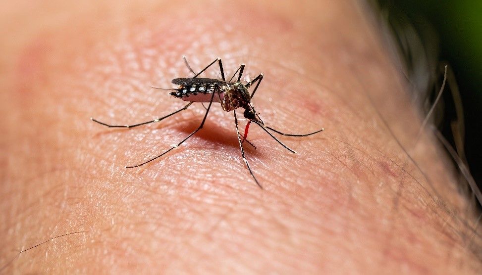 Dengue: recomiendan intensificar cuidados por la situación epidemiológica  regional - Info Villa Allende
